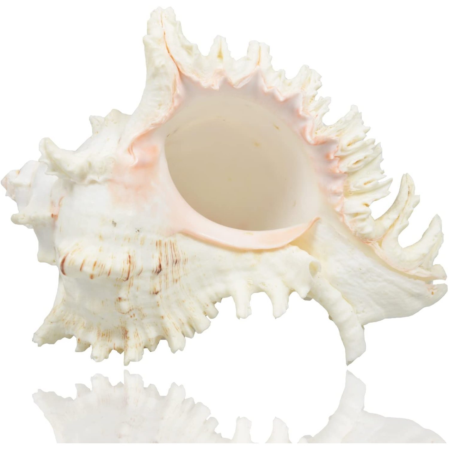 Large Natural Sea Shells, Huge Ocean Conch 7-8 Inches Jumbo Seashells  Perfect for Wedding Decor Beach Theme Party, Home Decorations,DIY Crafts,  Fish Tank and Shell Collectors 